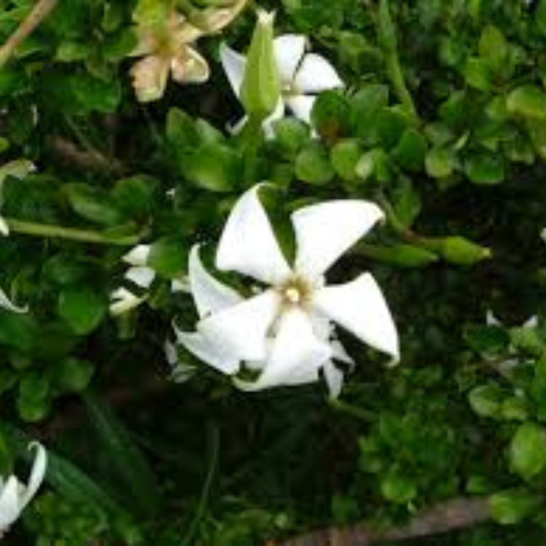 Randia Formosa Rare Fragrant Flowering Live Plant