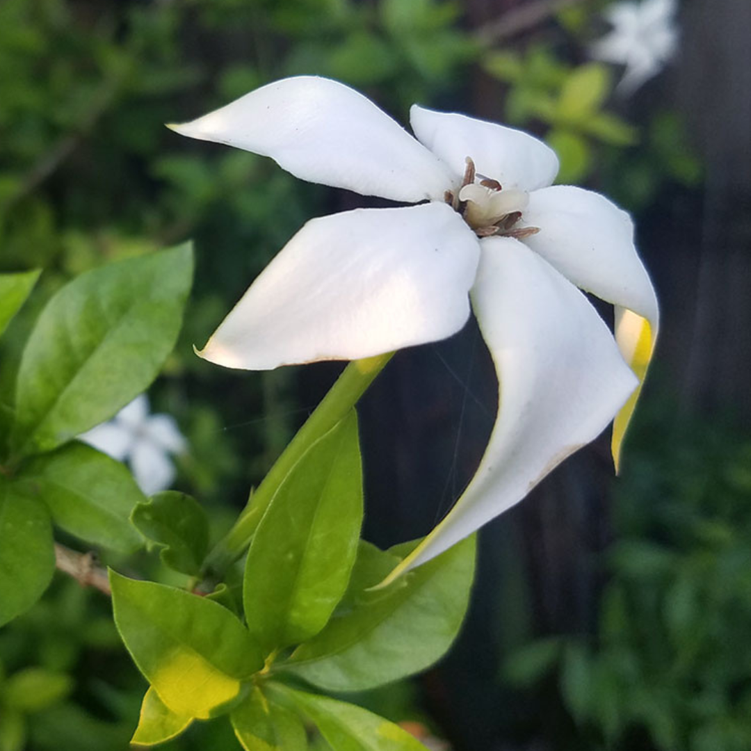 Randia Formosa Rare Highly Fragrant All Time Flowering Live Plant