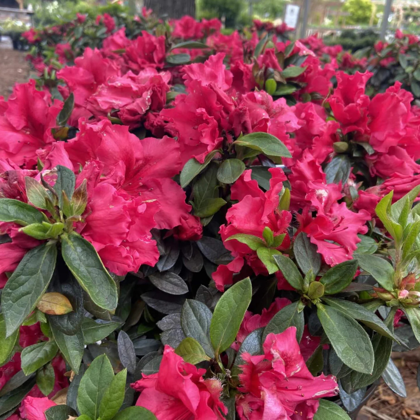 Red Azalea Ruffle (Rhododendron simsii) Rare Flowering Live Plant
