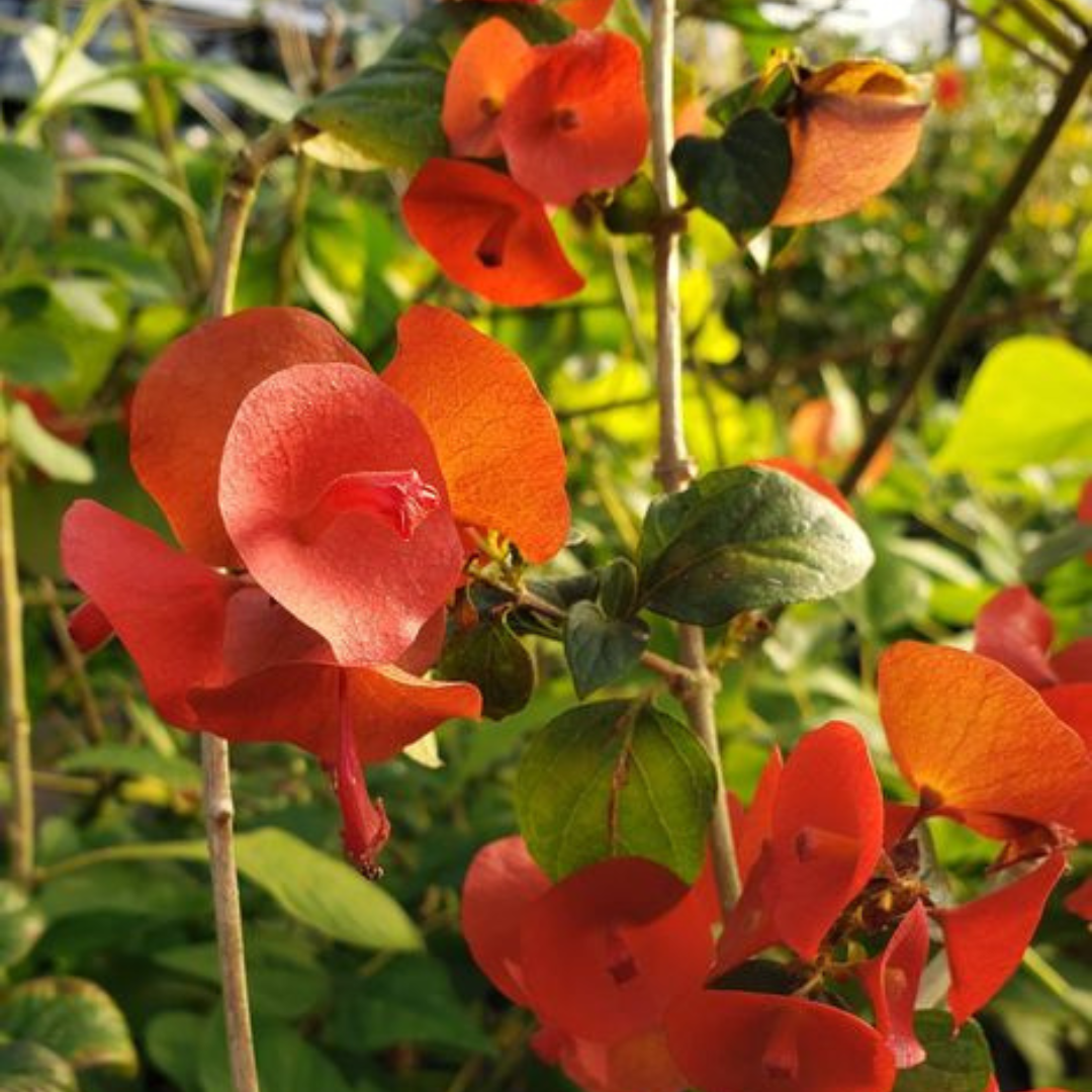 Red Chinese Hat (Holmskioldia Sanguinea) Flowering Live Plant
