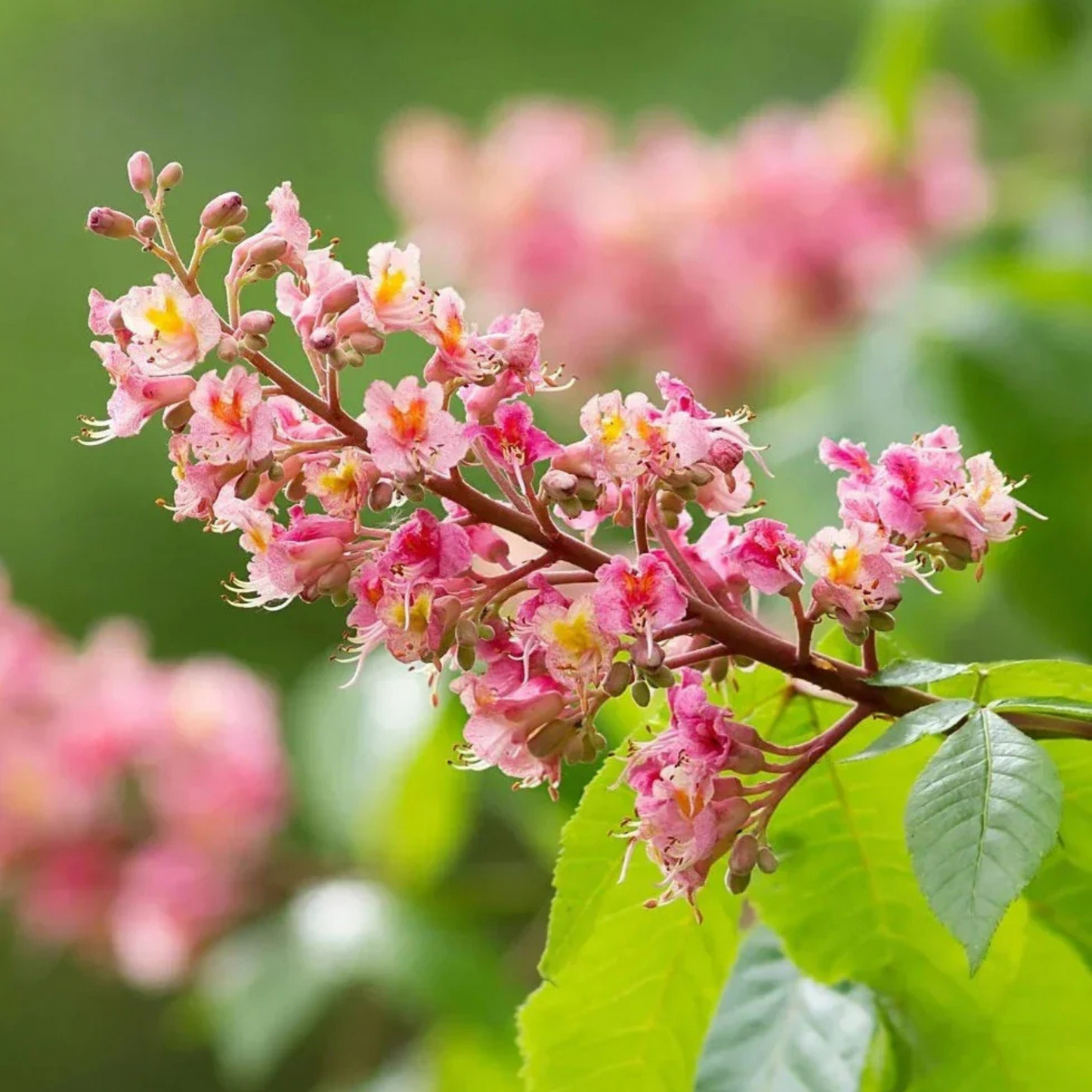 Red Horse-Chestnut Tree (Aesculus x carnea) Rare Live Plant