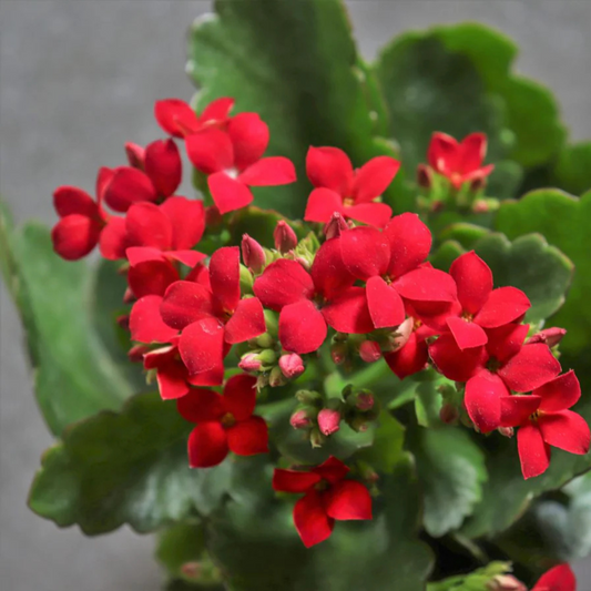 Red Kalanchoe (Blossfeldiana) All Time Flowering Live Plant