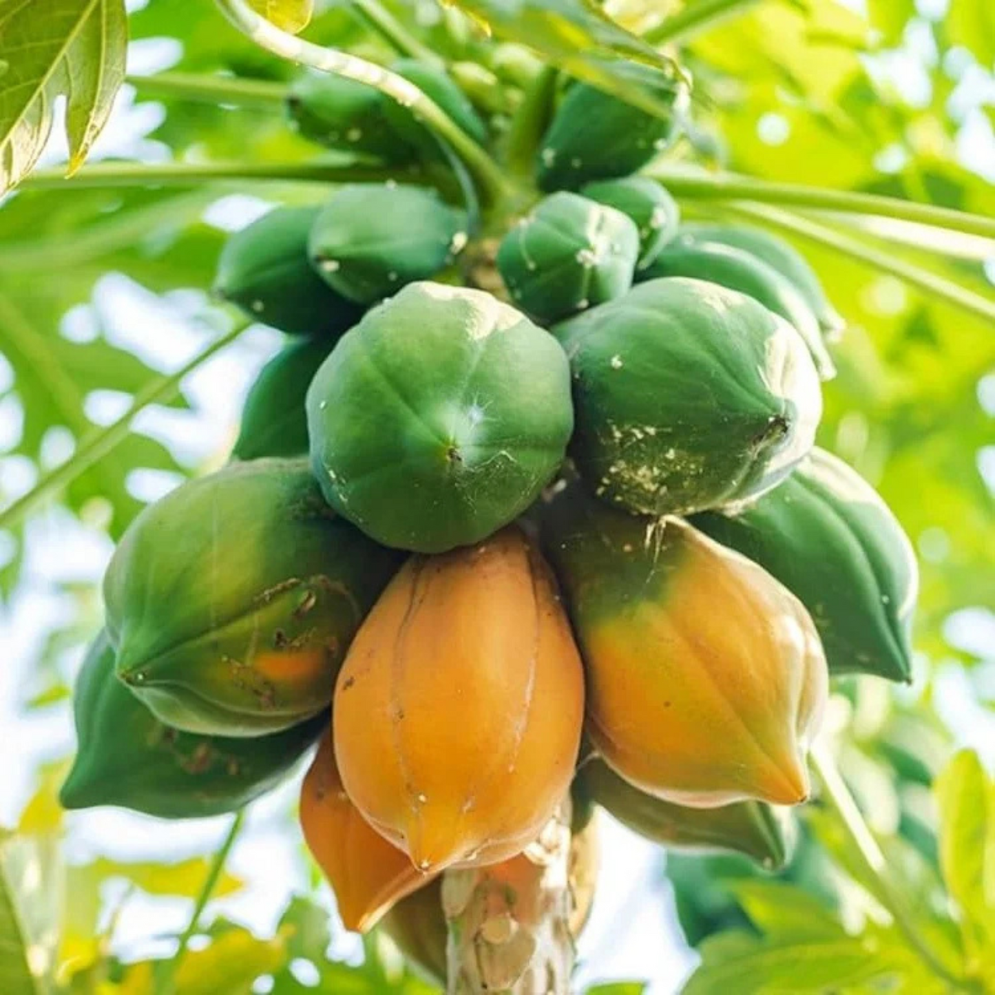 Red Lady Papaya Dwarf Fruit Live Plant