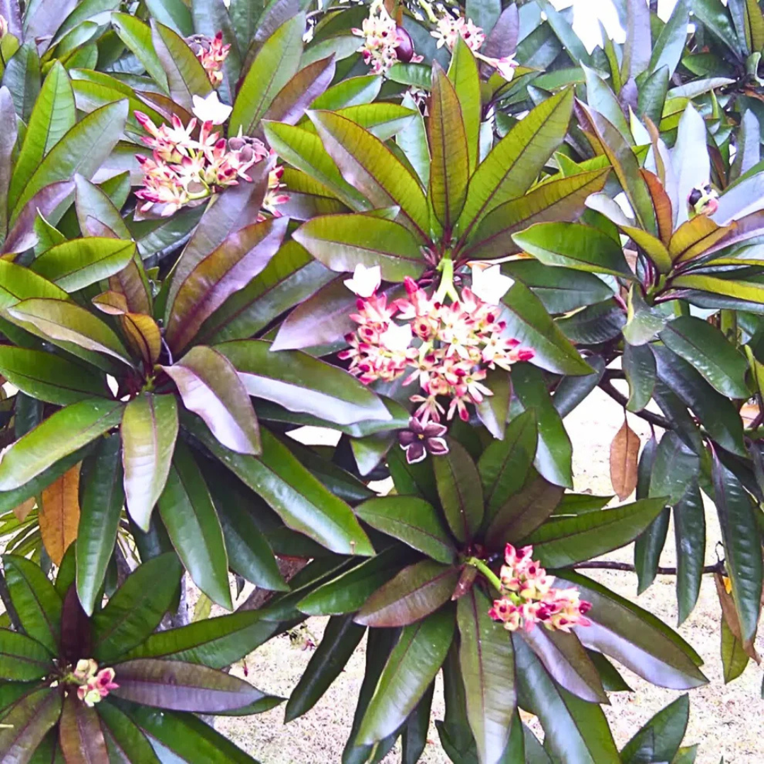 Red Pong Pong (Cerbera odollam 'Rubra') Rare Flowering Live Plant