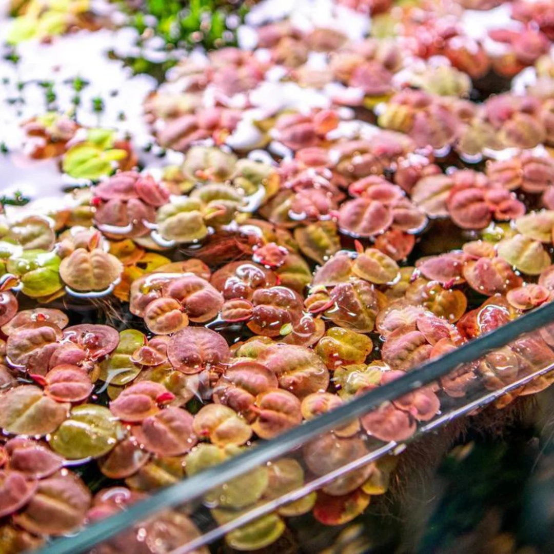 Red Root Floater (Phyllanthus fluitans) Water Live Plant