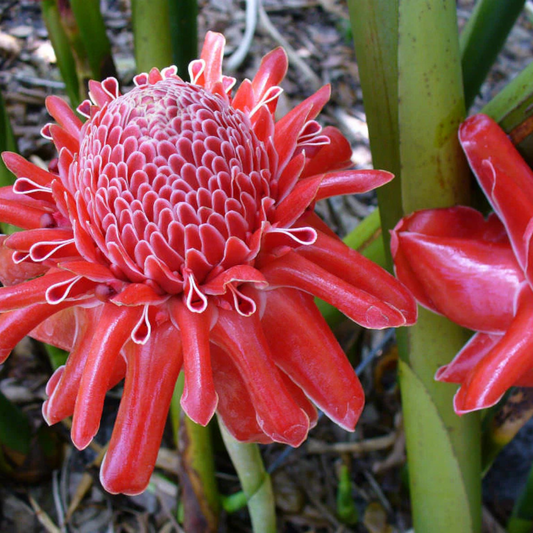 Red Torch Ginger Flowering Live Plant