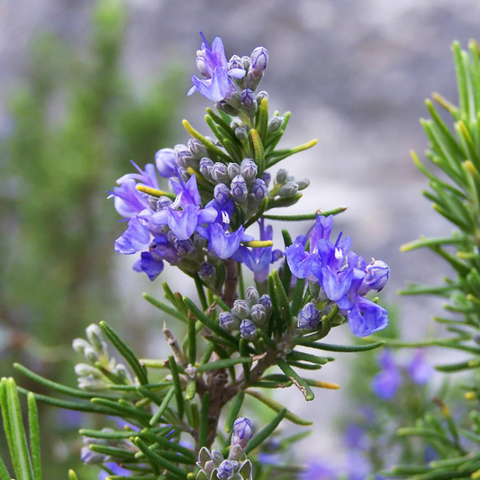 Rosemary (Salvia rosmarinus) Live Plant