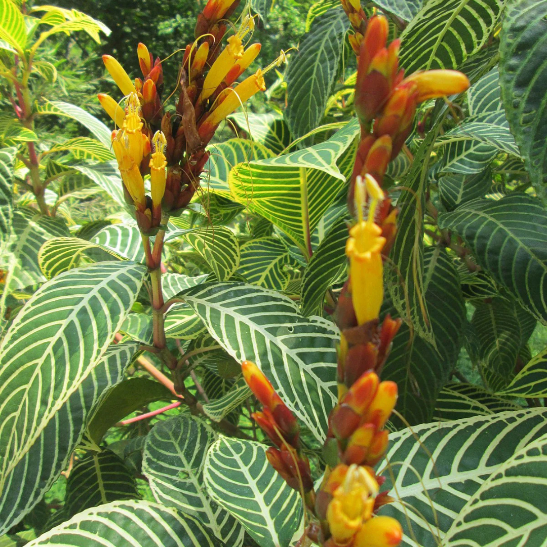 Sanchezia Speciosa Rare All Time Flowering Live Plant