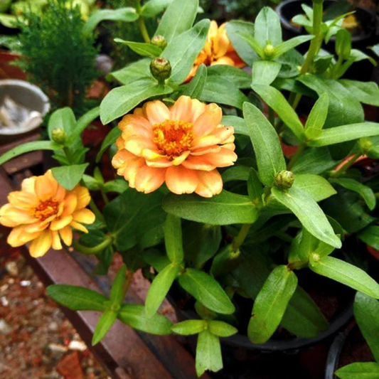 Sandal Zinnia Flowering Live Plant