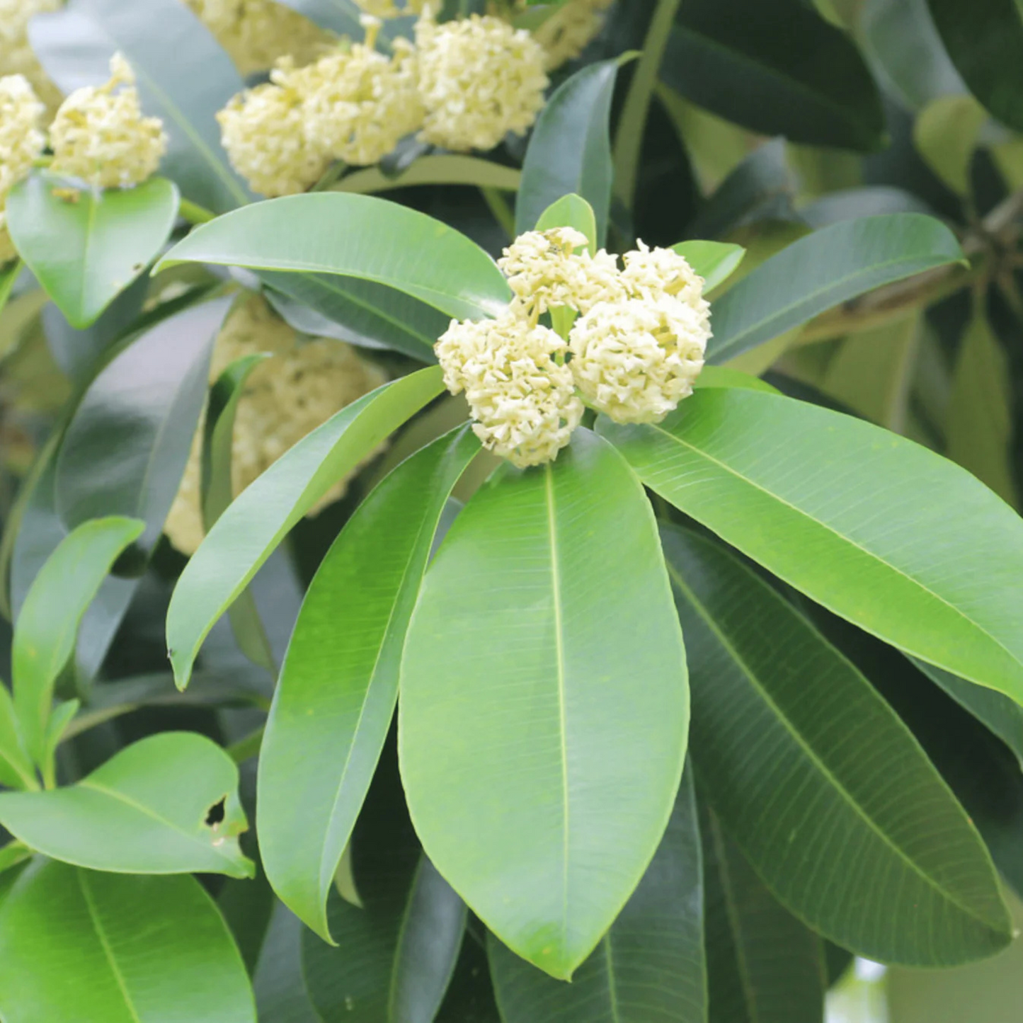 Saptaparni (Alstonia scholaris) Highly Fragrant Flowering Live Plant