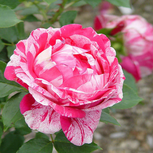 Scentimental Grafted Rose Live Plant