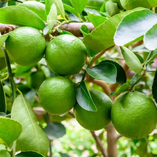 Seedless Lemon (Citrus Lemon) Fruit Live Plant