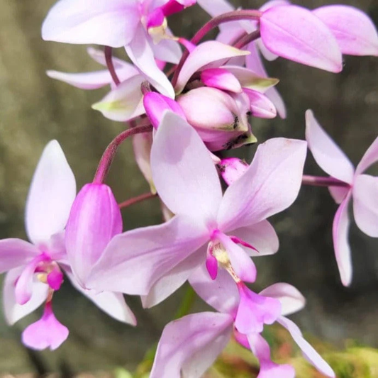 Spathoglottis plicata Pink Ground Orchid