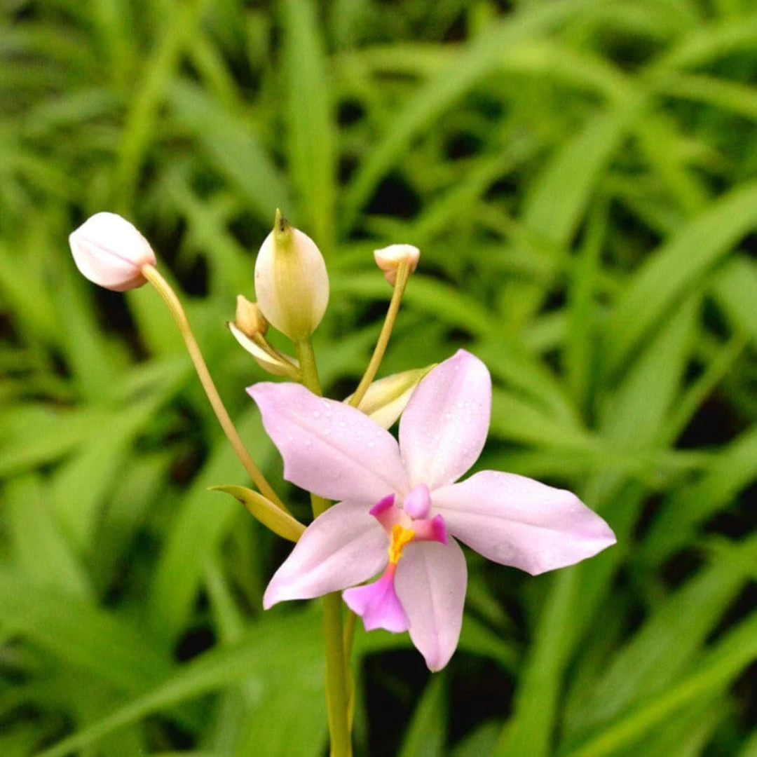 Spathoglottis plicata Pink Ground Orchid