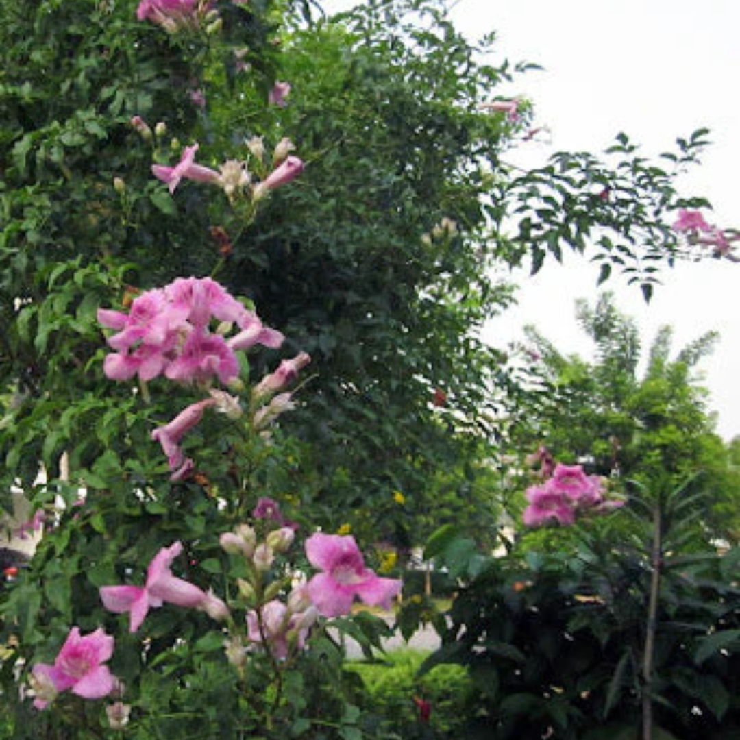 St John's Creeper (Podranea ricasoliana) Flowering Live Plant
