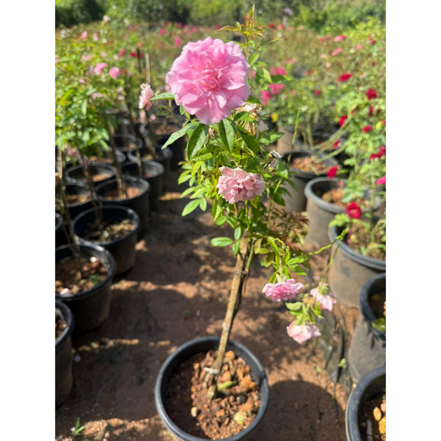 Standard Orchid Rose Grafted Rare Flowering Live Plant