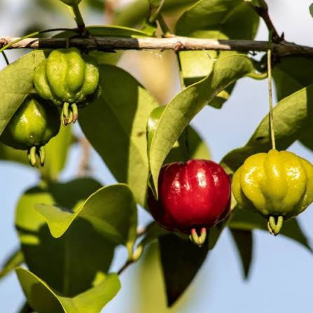 Surinam Cherry (Pitanga) Fruit Live Plant