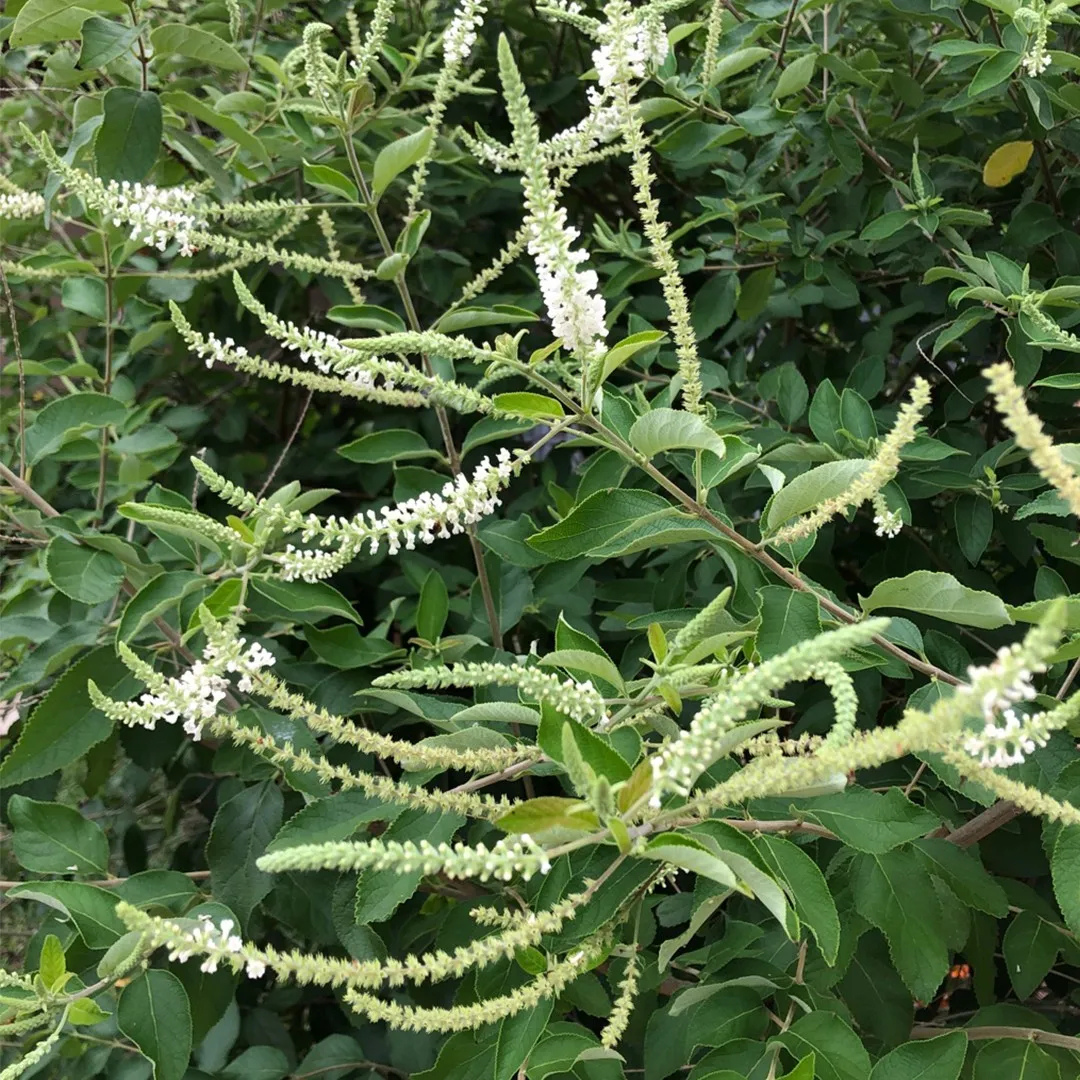 Sweet Almond Bush (Aloysia virgata) Live Plant