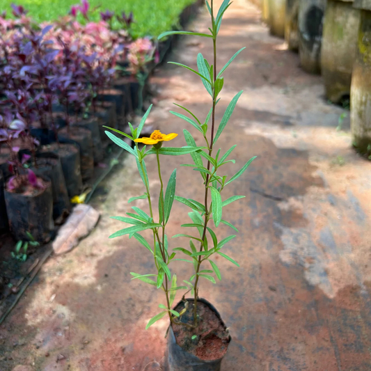 Sweet William Flowering Live Plant