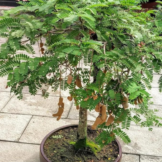 Tamarind Tree Bonsai (Tamarindus Indica) Live Miniature Fruit Tree