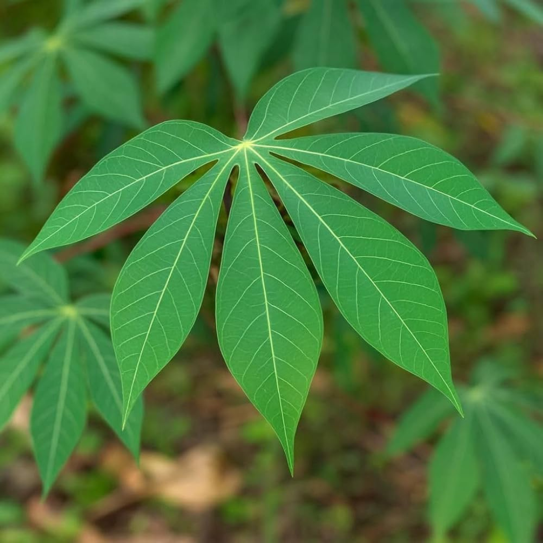 Tapioca Plant (Maravalli Kilangu) Live Plant