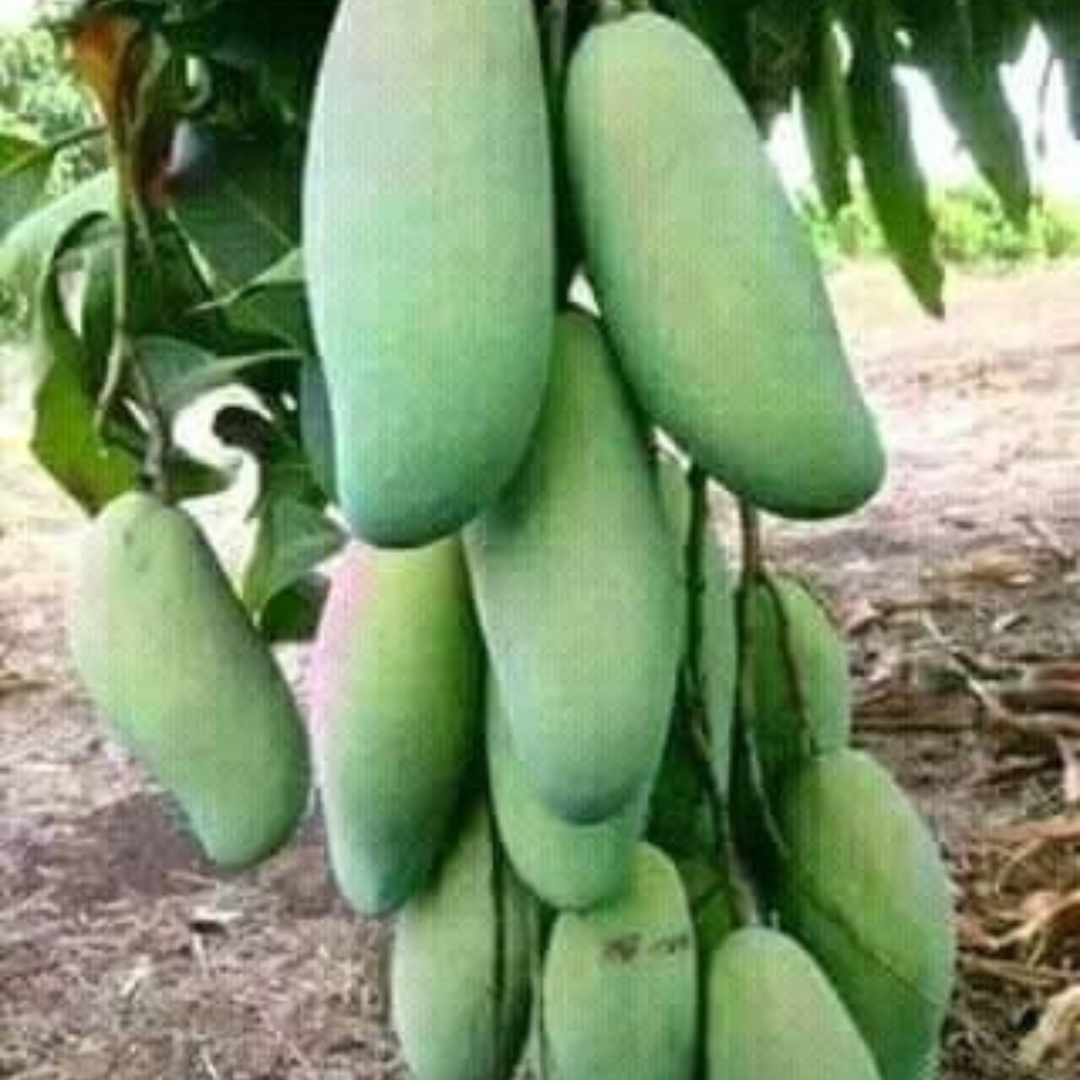 Thailand All Season Mango Grafted Live Plant