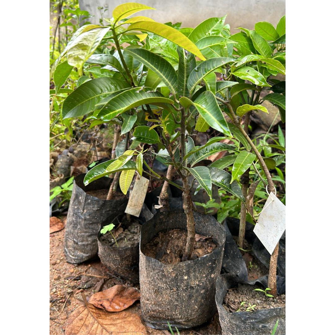 Thailand All Season Mango Grafted Live Plant