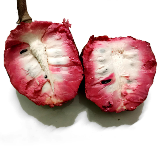 Tropical Red Cherimoya (Annona reticulata) Live Plant