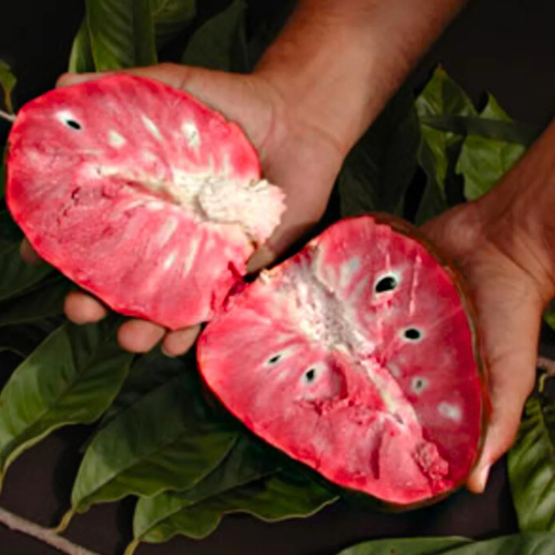Tropical Red Cherimoya (Annona reticulata) Live Plant