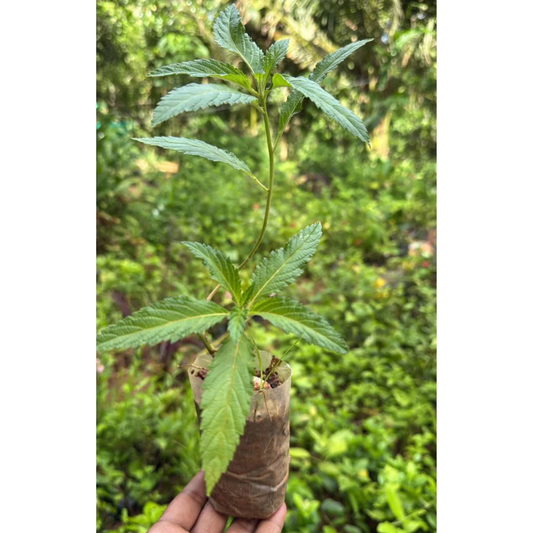 Turnera Ulmifolia / Sage Rose Flowering Live Plant