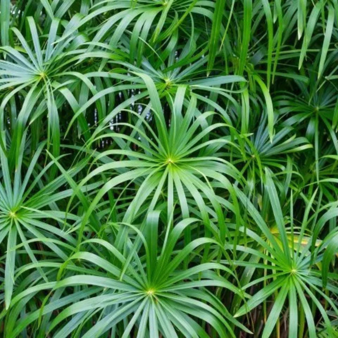 Umbrella Palm (Cyperus alternifolius) Indoor / Outdoor Live Plant