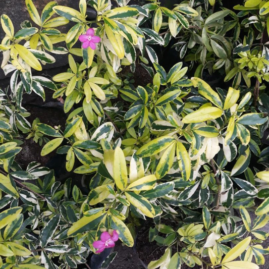 Variegated Lavinia (Pink Flower) All Time Flowering Live Plant