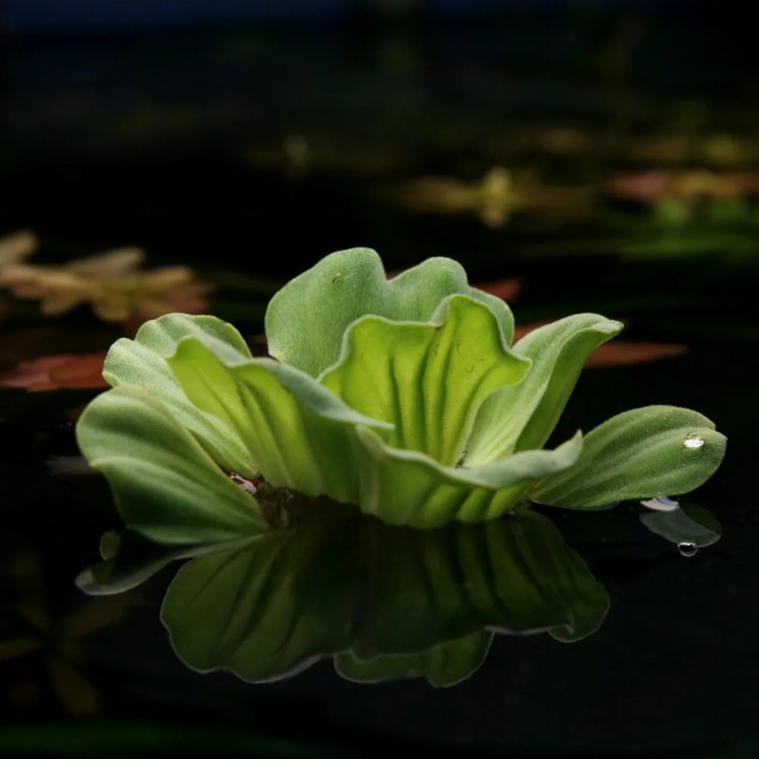 Water Lettuce (Pistia stratiotes) Live Floating Aquatic Plant – Pack of 2