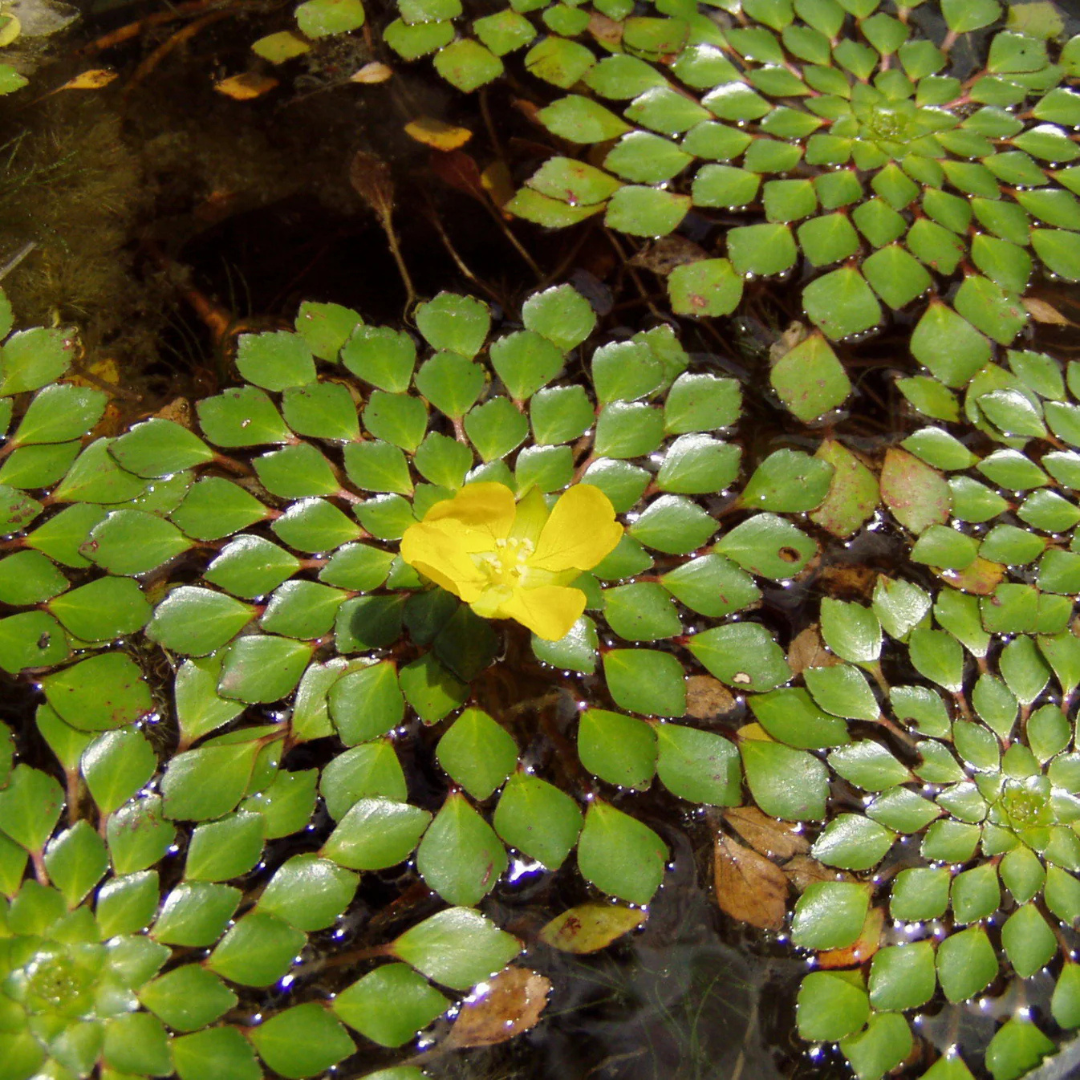 Water Mosaic (Ludwigia Sedioides) Live Aquatic Plant – Pack of 2