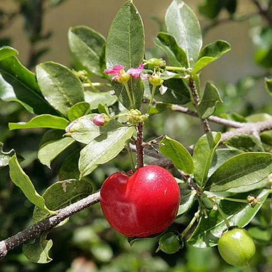 Western Cherry Bonsai Tree Live Plant