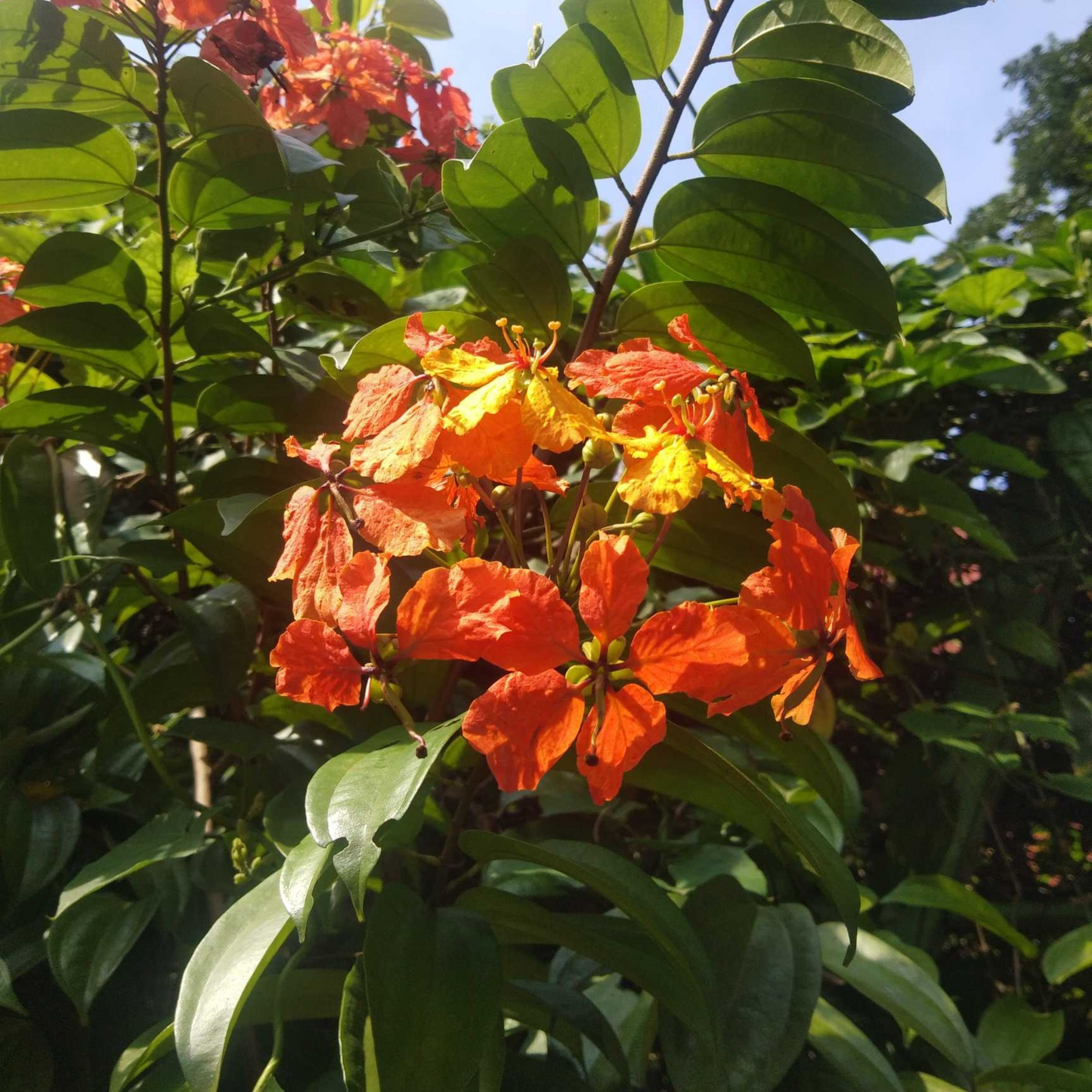 Western Red Trailing Vine (Bauhinia coccinea) Rare Flowering Live Plant