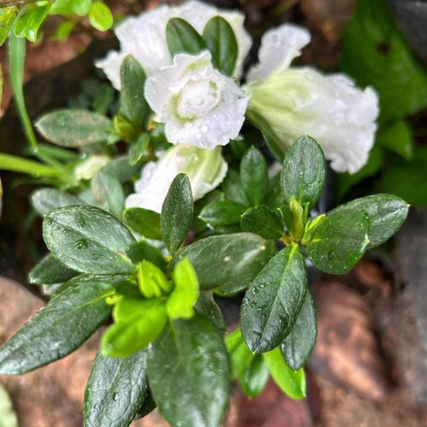 White Azalea Ruffle (Rhododendron) Rare Flowering Live Plant