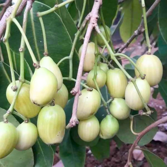 White Jamun (Syzygium cumini) Fruit Live Plant