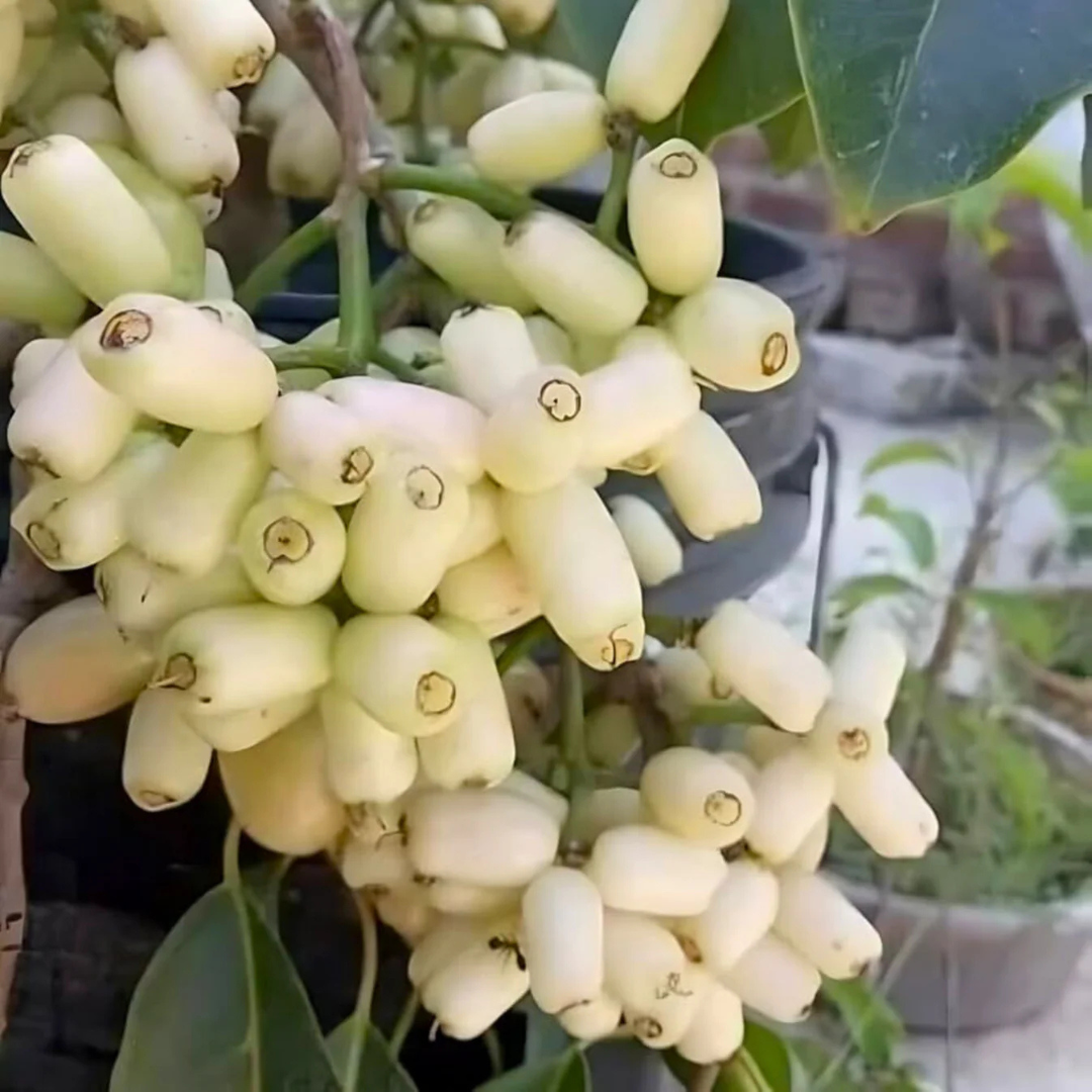 White Jamun (Syzygium cumini) Fruit Live Plant
