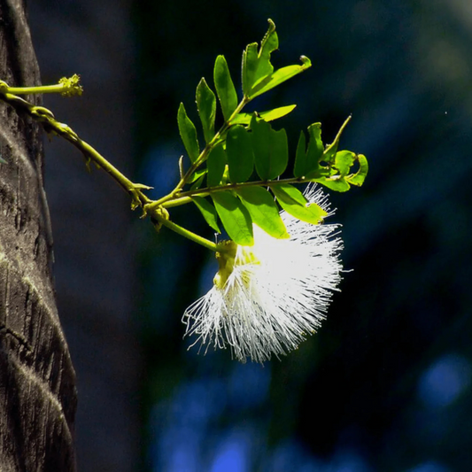 White Powder Puff (Calliandra haematocephylla alba) Rare Flowering Live Plant