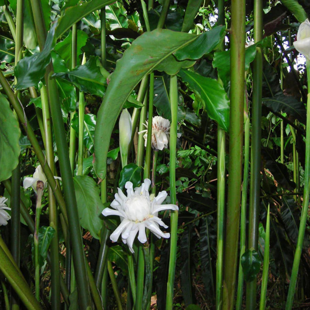 White Torch Ginger Flowering Live Plant