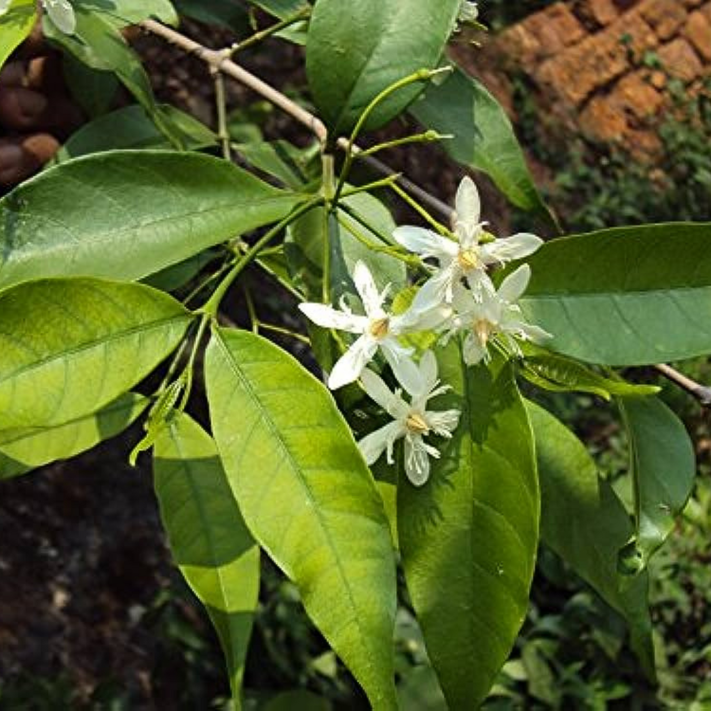 Wrightia Tinctoria Fragrant Flowering Live Plant