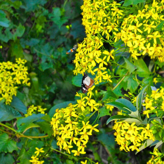 Yellow Bridal Bouquet (Cape Ivy Flower) Live Plant