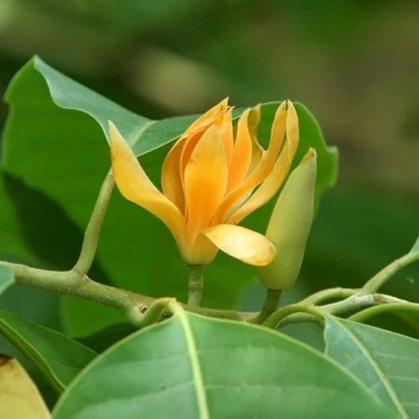 Yellow Champak (Magnolia champaca) Flowering Live Plant