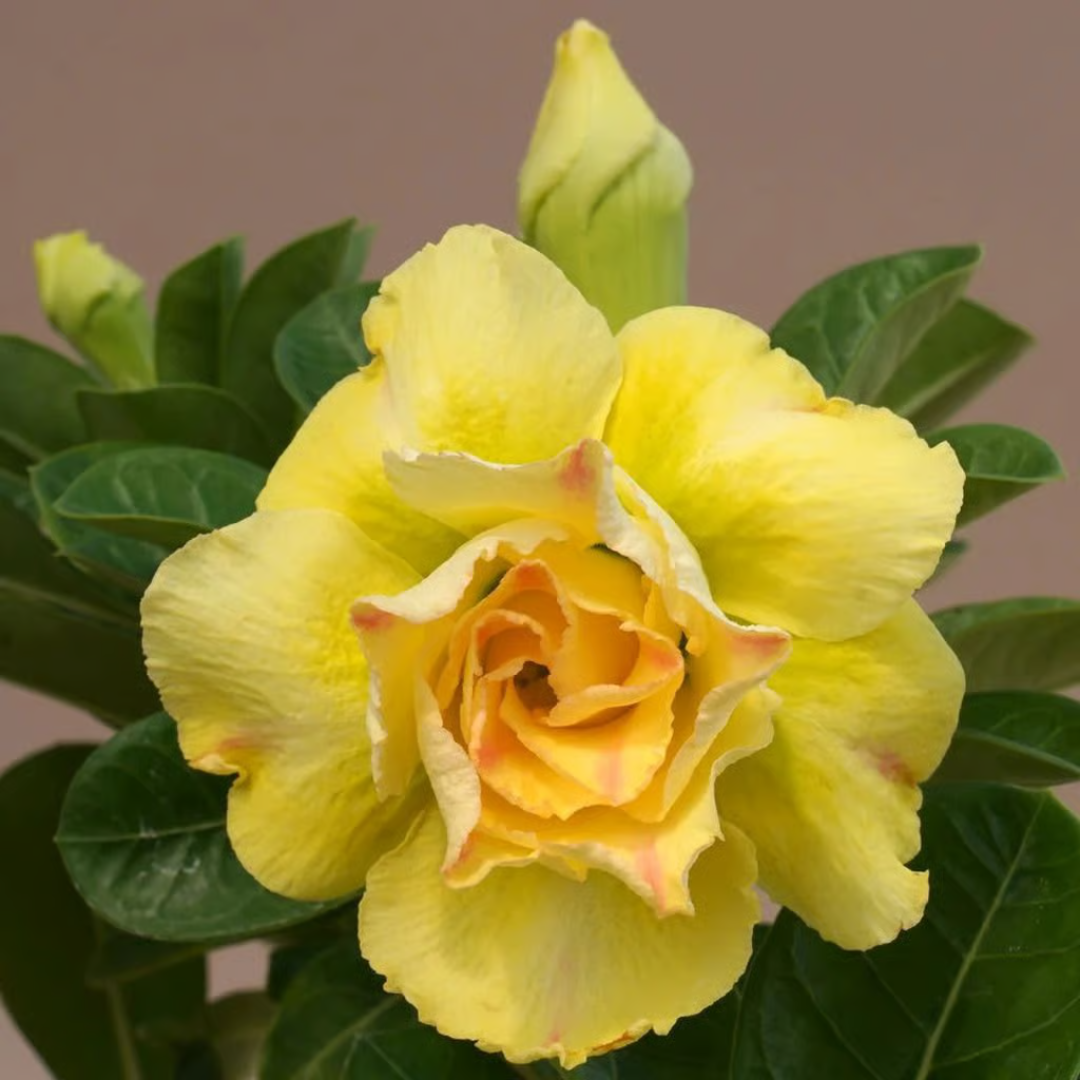 Yellow Desert Rose (Adenium obesum) Flowering Live Plant