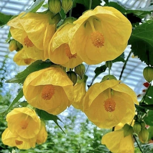 Yellow Lantern Hibiscus Flowering Live Plant
