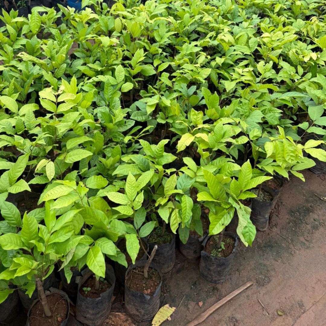 Yellow Rambutan (Nephelium lappaceum) Fruit Live Plant