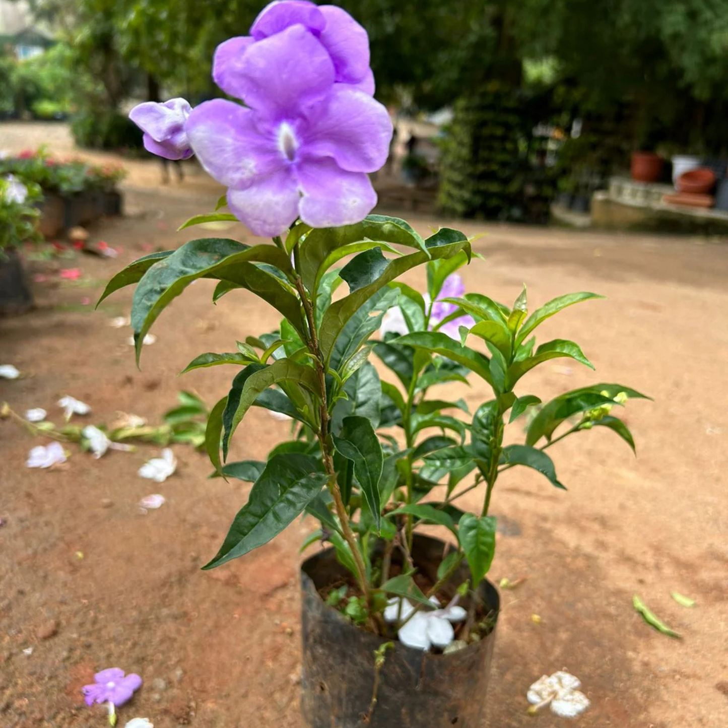 Yesterday Today Tommorrow Bigger Flowers (Brunfelsia pauciflora) Flowering Live Plant