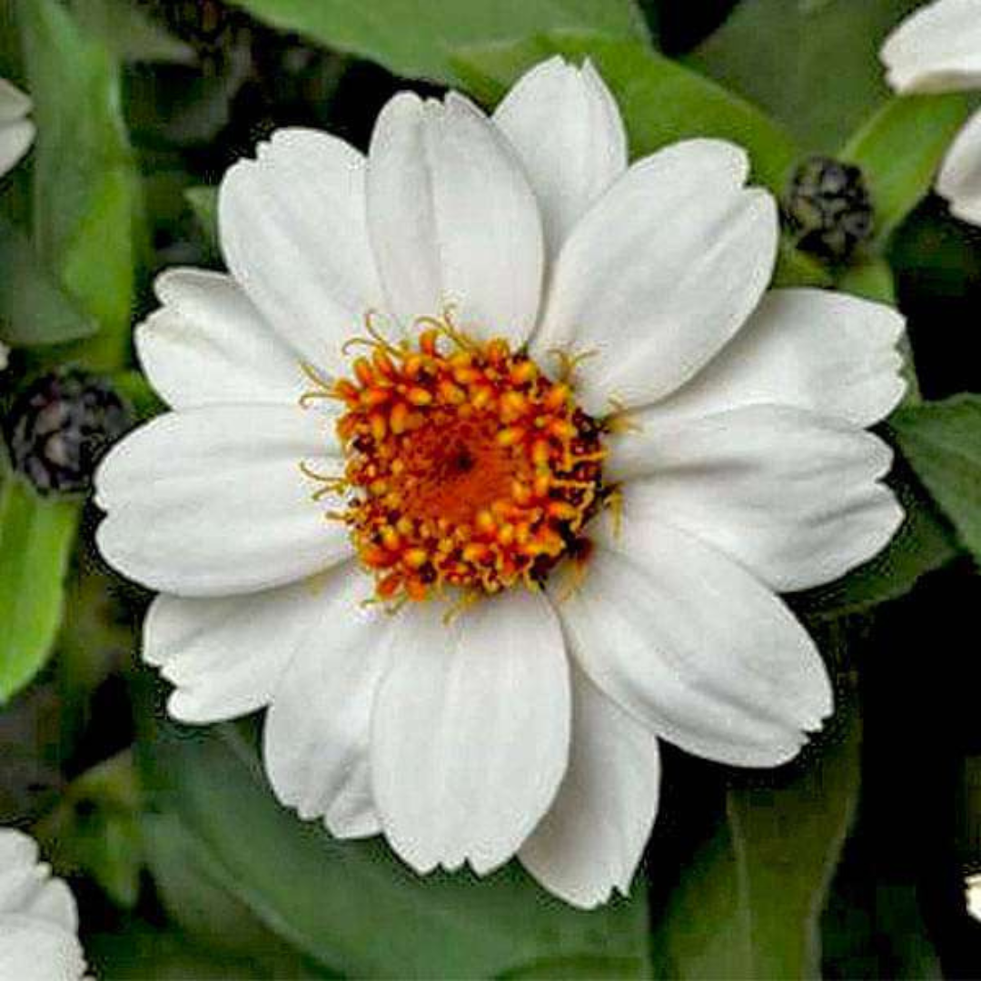 Zinnia White Flowering Live Plant