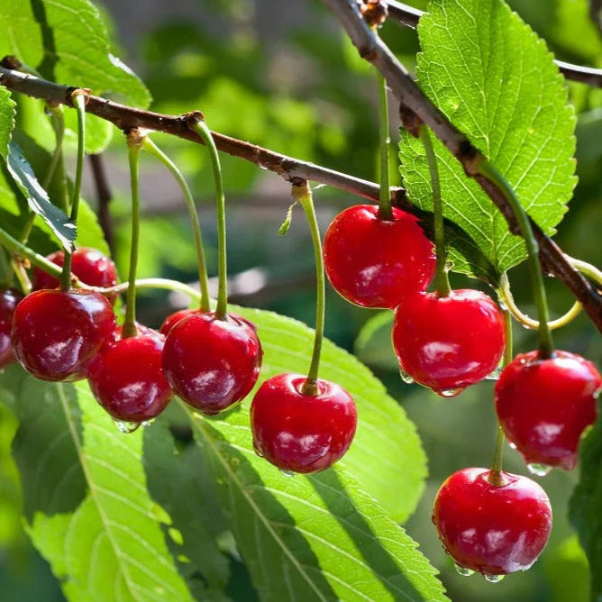 Exotic Fruit Plants